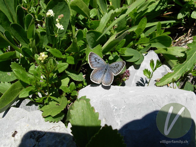 Schwarzfleckiger Ameisenbläuling: Übersicht